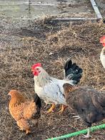 2 lieve Kriel haantjes