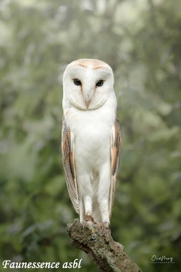 🦅 Stage fauconnerie – Expérience unique avec les rapaces 🦅, Divers, Enlèvement, Neuf