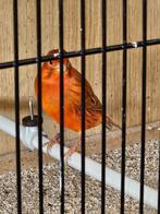 kanaries agaat rood, Dieren en Toebehoren, Vogels | Kanaries, Meerdere dieren, Kleurkanarie