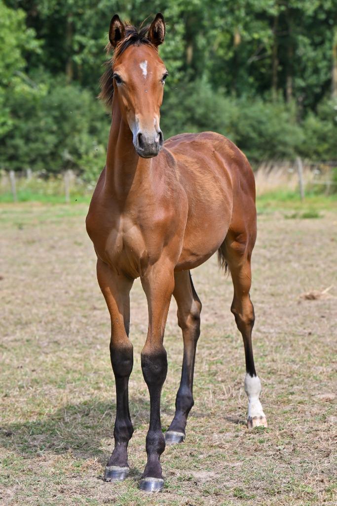 HENGSTVEULEN VAN JACK THE ROBIN XX, Dieren en Toebehoren, Paarden, Hengst, Niet van toepassing, 170 tot 175 cm, 0 tot 2 jaar, Springpaard