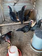 Jonge shamo hennen, Animaux & Accessoires