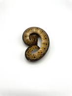 1.0 wookie gravel clown - python regius, Dieren en Toebehoren, Reptielen en Amfibieën