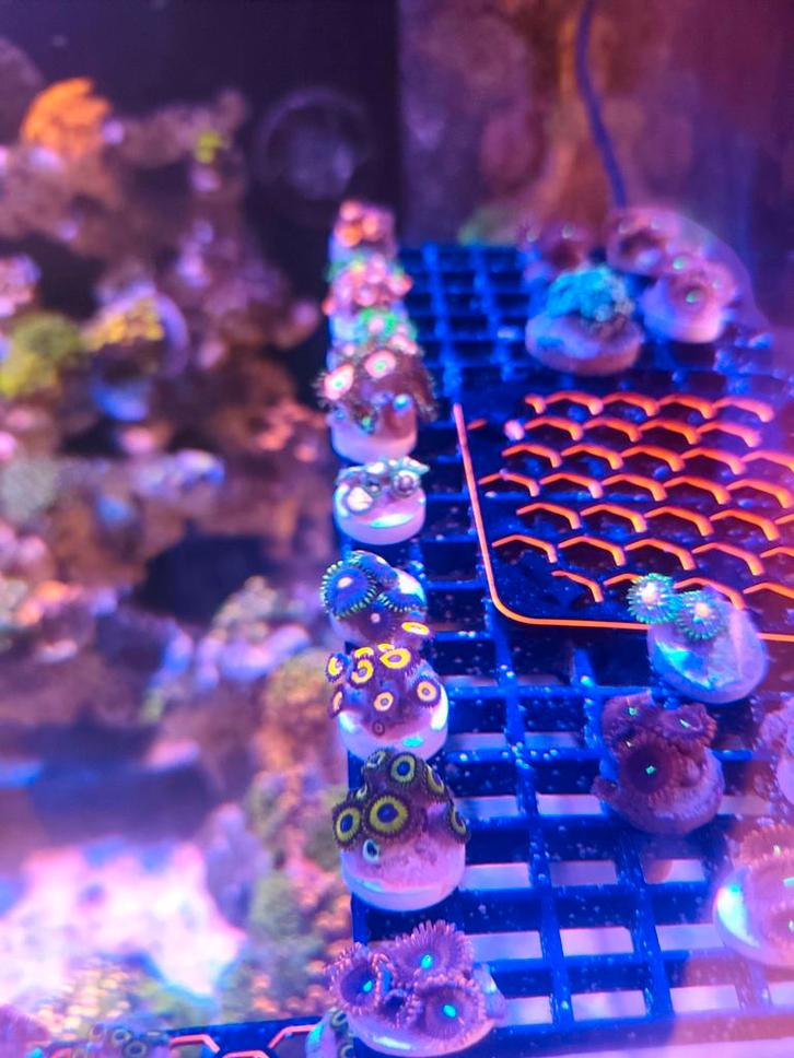 Zoa . Zoanthus soorten.. gsp ..  Space invader chalice stek, Dieren en Toebehoren, Vissen | Aquariumvissen