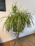 Grote en mooie spinplant — klaar voor een nieuw huis!, Tuin en Terras, Vaste plant, Halfschaduw, Lente, Ophalen