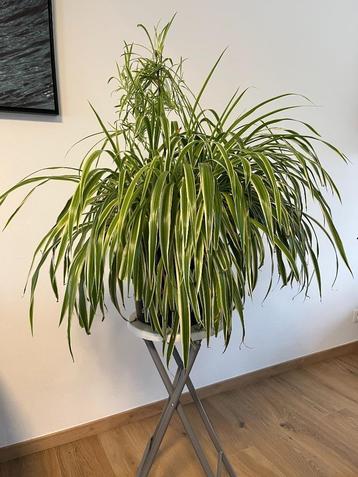 Grote en mooie spinplant — klaar voor een nieuw huis! beschikbaar voor biedingen