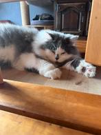 Brits langhaar herplaatser, Dieren en Toebehoren, Kater, Gechipt, 0 tot 2 jaar