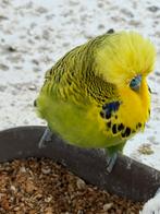 Engelse grasparkieten, Plusieurs animaux, Perruche, Bagué