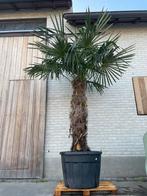 Palmboom, Ophalen, Palmboom