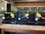 Border kanaries te koop, Dieren en Toebehoren, Vogels | Kanaries, Meerdere dieren, Postuurkanarie