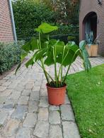 Monstera kamerplant, Tuin en Terras, Ophalen