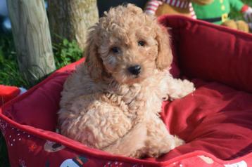 Cavapoo pups = kruising poedel x Cavalier beschikbaar voor biedingen