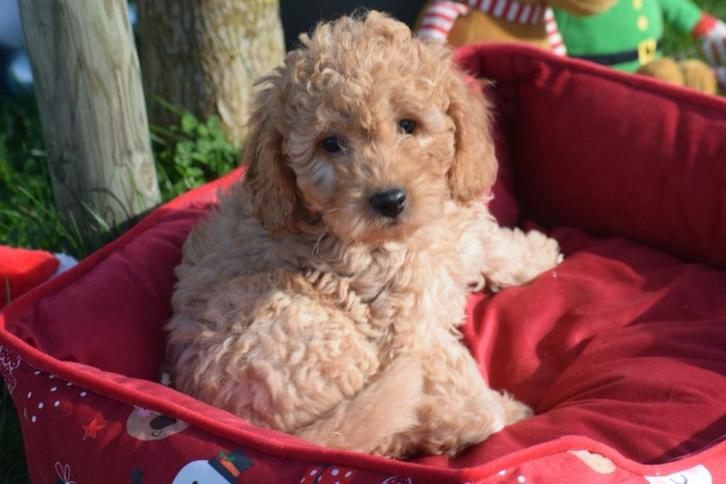 Cavapoo pups = kruising poedel x Cavalier, Dieren en Toebehoren, Honden | Niet-rashonden, Fokker | Professioneel, Meerdere, België