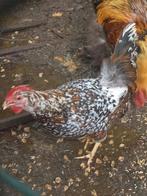 Leghorn hen porseleinkleur (duizendkleur), Dieren en Toebehoren, Vrouwelijk, Kip