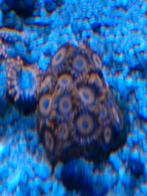 Zoa,s, Dieren en Toebehoren