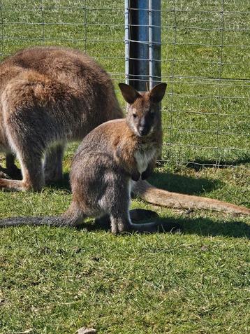 Bennet wallaby vrouw te reserveren beschikbaar voor biedingen