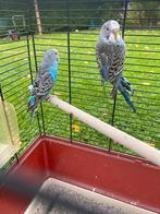 Split blackface grasparkieten, Femelle, Perruche, Bagué