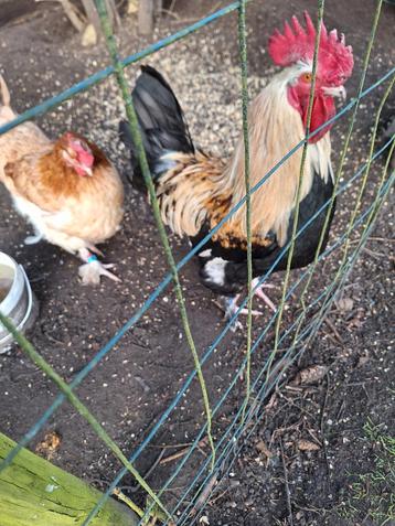 Broedeieren van marans zilver tarwe, Dieren en Toebehoren