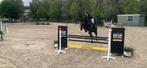 Fantastische springpaard 7 jaar, Dieren en Toebehoren, Paarden, Merrie, Springpaard, Z, Gechipt
