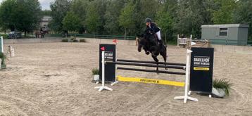 Fantastische springpaard 7 jaar beschikbaar voor biedingen