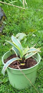 Agaves, Jardin & Terrasse, Plein soleil, Autres espèces, Enlèvement ou Envoi, Ne fleurit pas