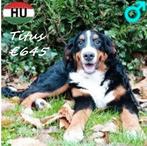 Titus – Beschermend Berner Sennenhond reutje, 15 weken tot 1 jaar, Sennenhond, Buitenland, Parvo