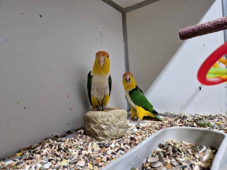 koppel roestkop caique, Dieren en Toebehoren, Vogels | Parkieten en Papegaaien, Papegaai, Meerdere dieren, Geringd