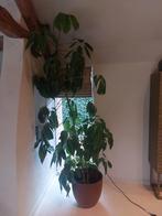 Grote binnenhuisplant met pot, Ophalen