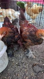 Brahma goudpatrijs hanen, Dieren en Toebehoren, Pluimvee