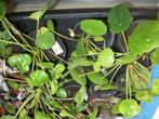 Kamerplant Pilea of pannekoekenplant, Ombre partielle, Plante à fleurs, Enlèvement, Moins de 100 cm