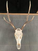 Hertenschedel, Verzamelen, Dierenverzamelingen, Ophalen, Zo goed als nieuw, Hert, Schedel