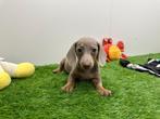 Dwergteckel pups, België, 8 tot 15 weken, Korthaar, CDV (hondenziekte)