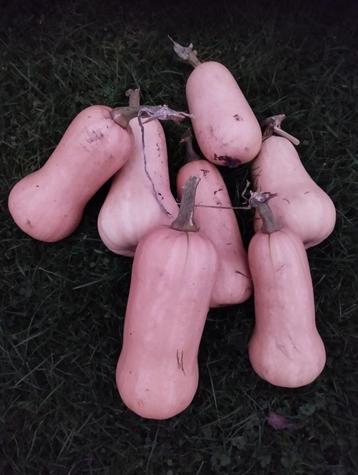 Bio butternut en spaghetti pompoenen beschikbaar voor biedingen