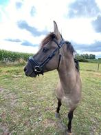 Stoere Konik hengst – Bo, 4 jaar, Dieren en Toebehoren, Gechipt, Minder dan 160 cm, 3 tot 6 jaar, Recreatiepaard