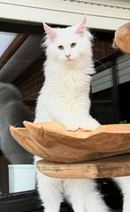 Twee schitterende  XXL Maine Coon zusjes met stamboom! ️, Dieren en Toebehoren, Kater, Gechipt, 0 tot 2 jaar