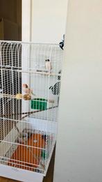 Cople Canaries, Animaux & Accessoires, Oiseaux | Canaris, Mâle, Canari chanteur