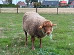 Ardense Voskop ram, Dieren en Toebehoren, Mannelijk, Schaap, 0 tot 2 jaar
