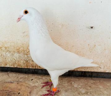 2 witte duivers beschikbaar voor biedingen