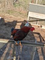 3mooie hanen, Dieren en Toebehoren, Pluimvee