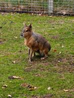 Koppel mara's / patagonische hazen €400/koppel, Augustus, Meerdere dieren