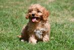 Cavapoo pups te koop