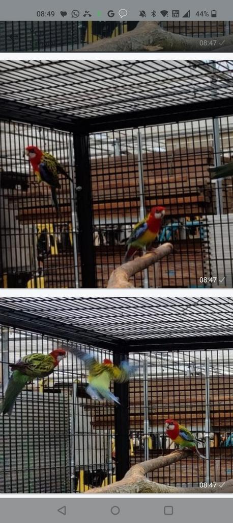 Rosella man te koop 35 euro of ruilen tegen mooie  forse pop, Dieren en Toebehoren, Vogels | Parkieten en Papegaaien