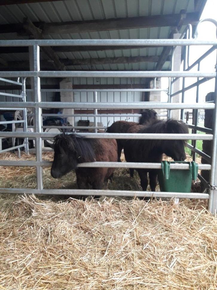 box mobil TEXAS Panel rond de longe, Dieren en Toebehoren, Paarden en Pony's | Overige Paardenspullen, Nieuw, Western, Ophalen of Verzenden