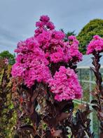 Lagerstroemia Lavender Lace / zwart blad met paarse bloei ‼️, Tuin en Terras, Planten | Bomen, In pot, Zomer, Volle zon, 250 tot 400 cm