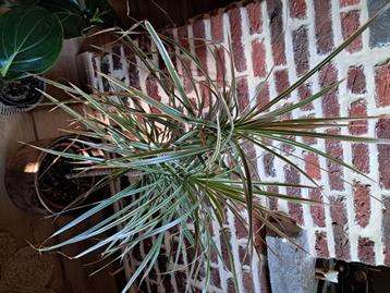 Dracaena en andere kamerplanten beschikbaar voor biedingen