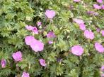 Geranium Sanguineum 'Max Frei', 'Striatum', 'Album en andere, Tuin en Terras, Planten | Tuinplanten, Volle zon, Vaste plant, Zomer