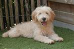 Prachtige medium Goldendoodle pups, Dieren en Toebehoren, België, Overige rassen, CDV (hondenziekte), 8 tot 15 weken