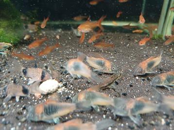 Hobbyaquarium Corydoras Orange Venezuela  beschikbaar voor biedingen