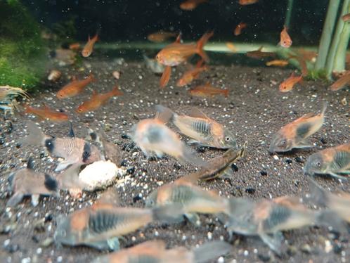 Hobbyaquarium Corydoras Orange Venezuela, Dieren en Toebehoren, Vissen | Aquariumvissen, Zoetwatervis, Vis, Schoolvis