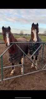 Mega knappe en super lieve 1.5 jarige, Animaux & Accessoires, Poneys, Poney B (1.17 m à 1.27 m), 0 à 2 ans, Non dressé, Vermifugé