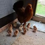 Hen met kuikens